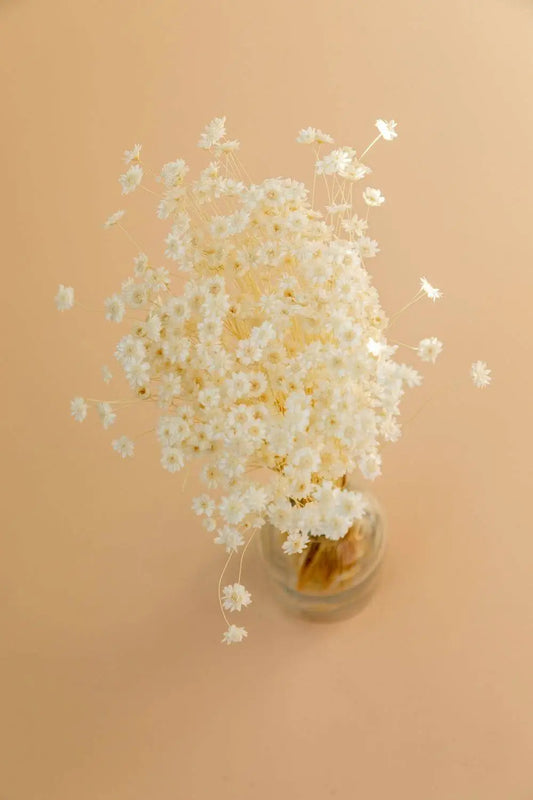 Star Flower Blossom white